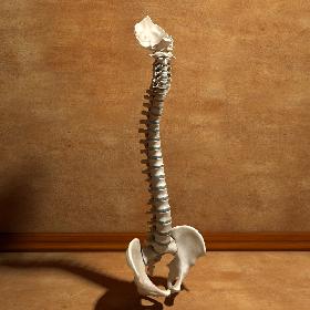 Ultimate Human Spine with Pelvis and Os Sacrum